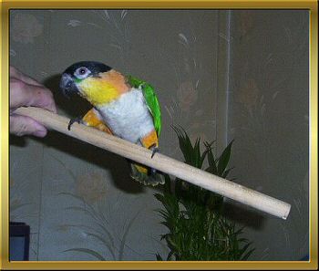 Mango Photo
